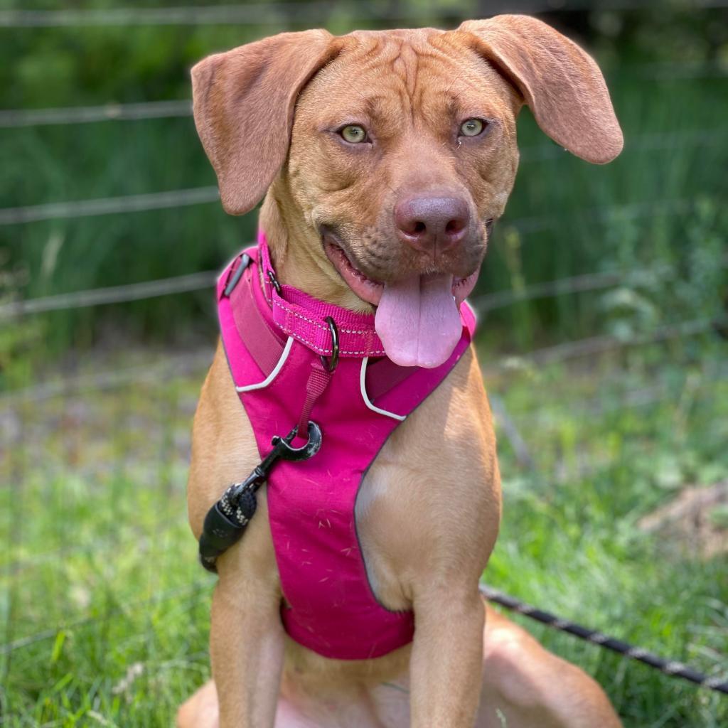 Ellie, an adoptable Black Mouth Cur, Pit Bull Terrier in Oxford, ME, 04270 | Photo Image 1