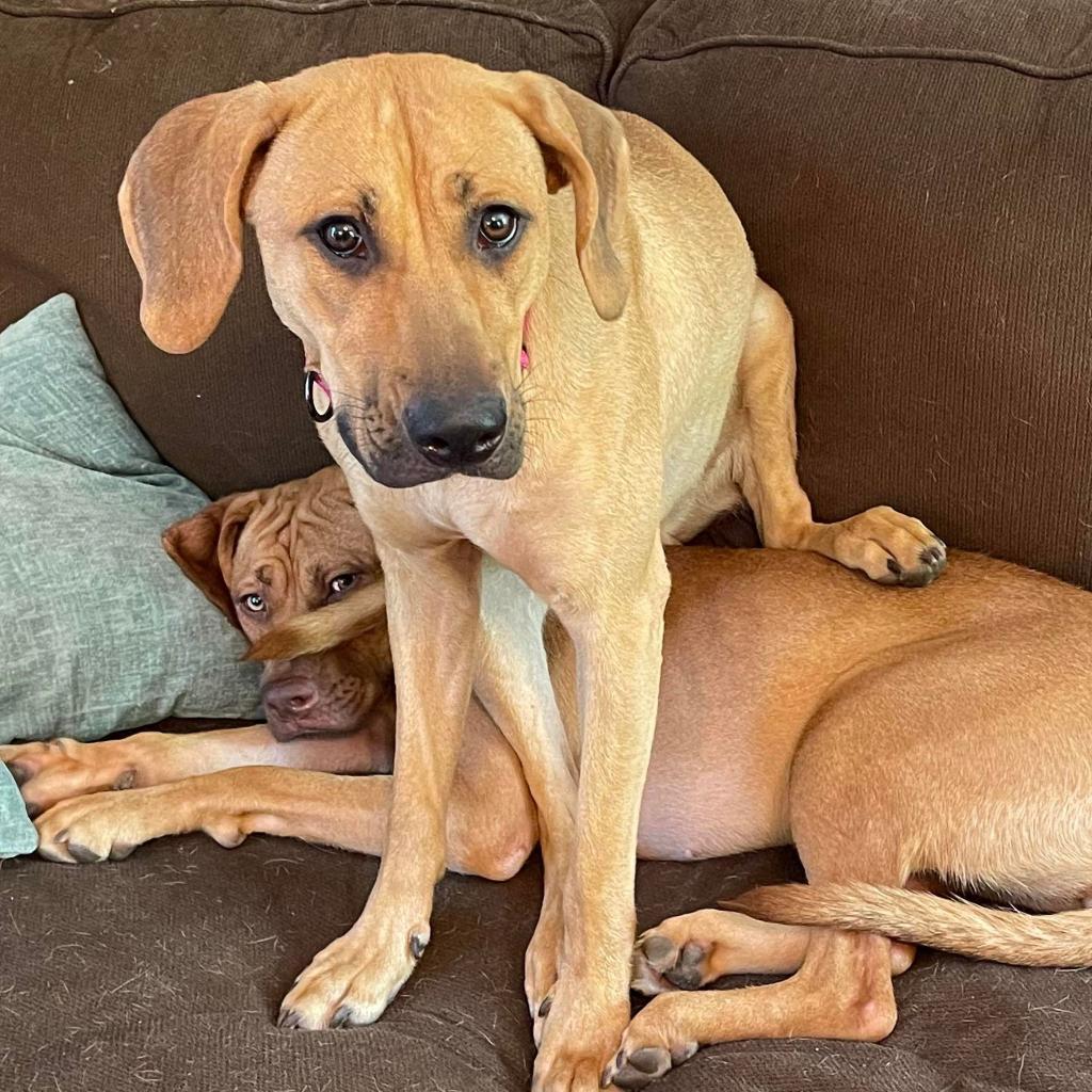 Ellie, an adoptable Black Mouth Cur, Pit Bull Terrier in Oxford, ME, 04270 | Photo Image 2