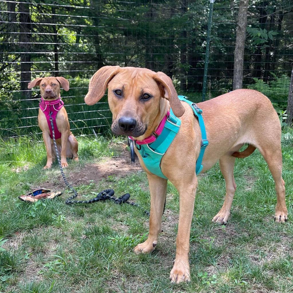 Ellie, an adoptable Black Mouth Cur, Pit Bull Terrier in Oxford, ME, 04270 | Photo Image 3