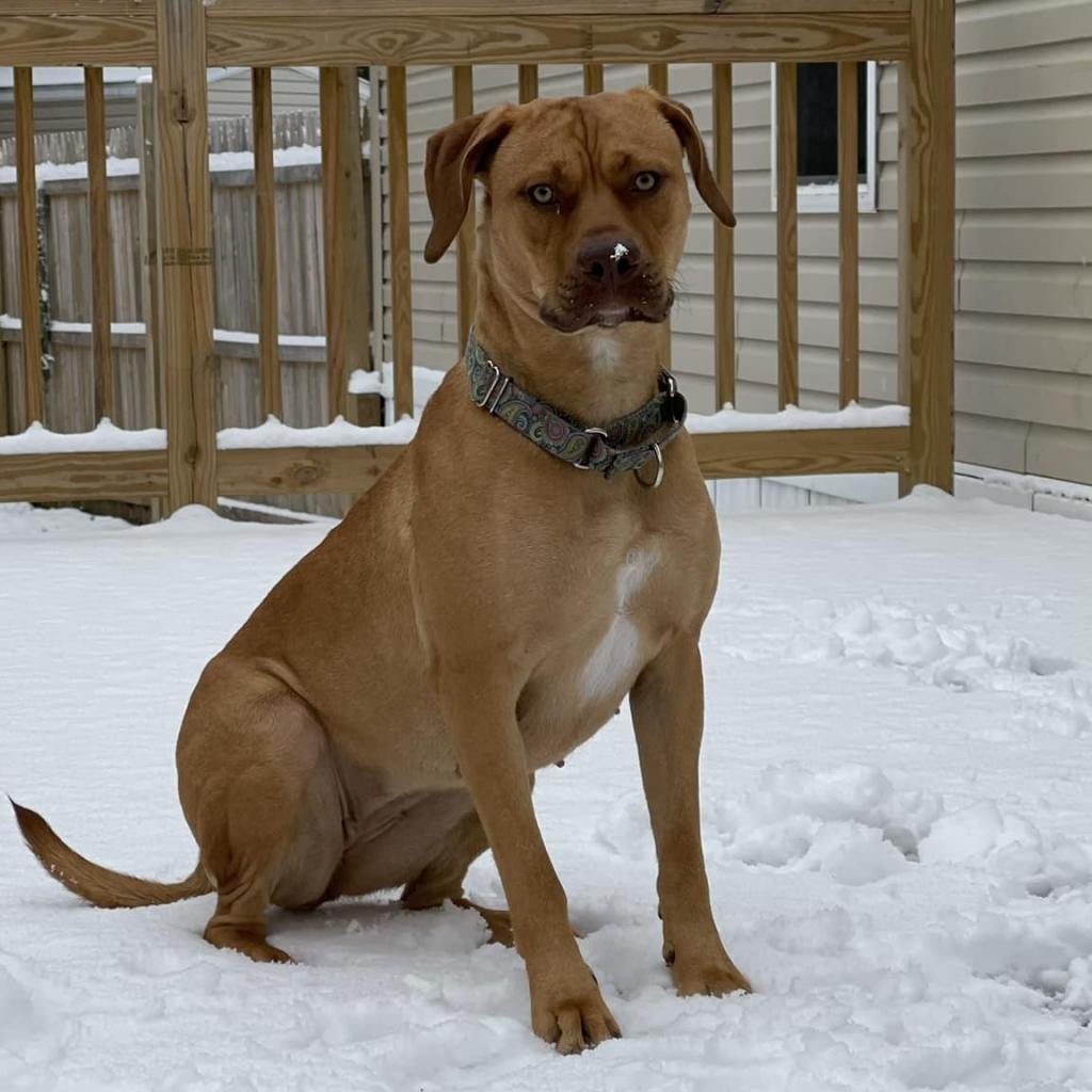 Ellie, an adoptable Black Mouth Cur, Pit Bull Terrier in Oxford, ME, 04270 | Photo Image 4