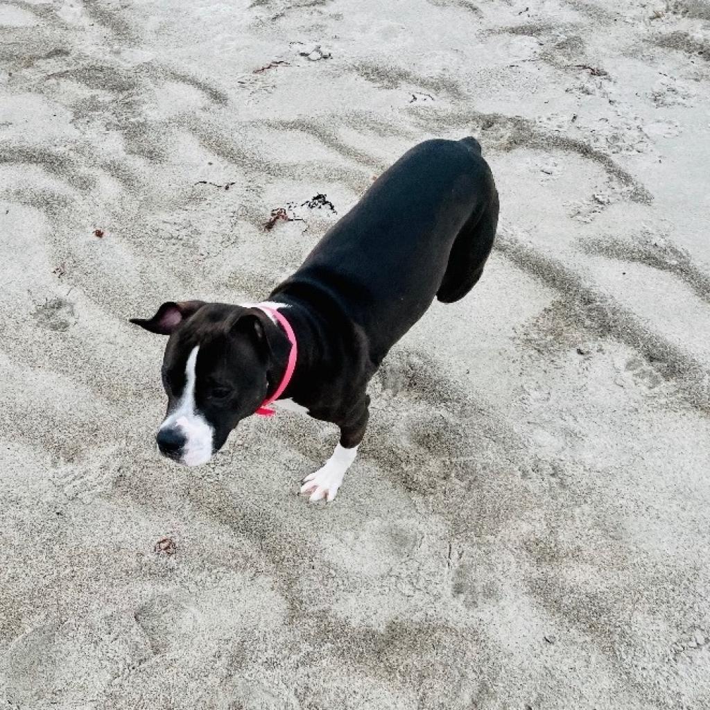 Zola, an adoptable Pit Bull Terrier in Oxford, ME, 04270 | Photo Image 2