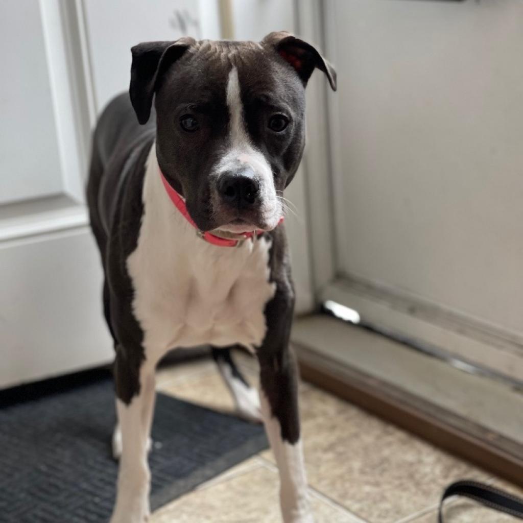 Zola, an adoptable Pit Bull Terrier in Oxford, ME, 04270 | Photo Image 3