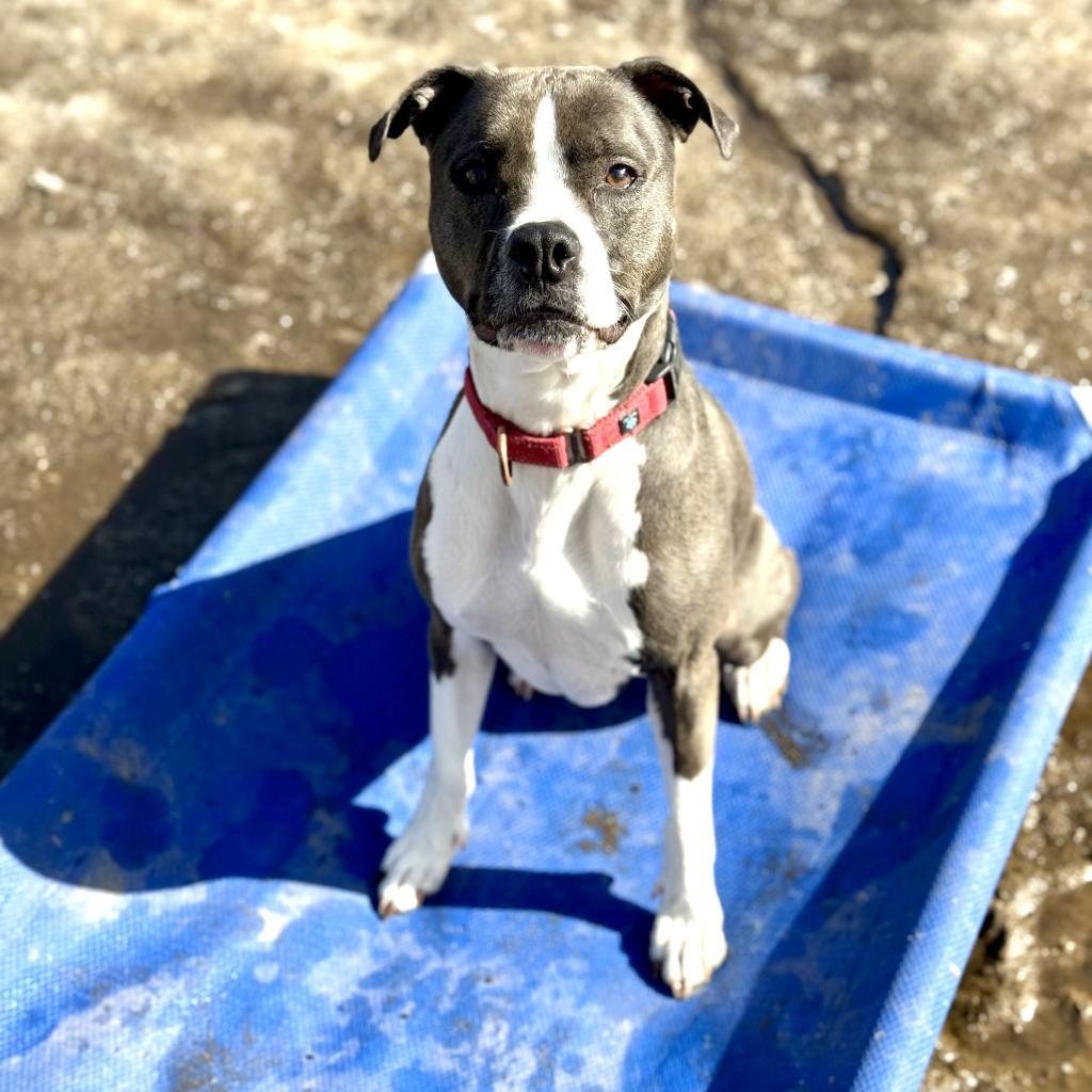 Zola, an adoptable Pit Bull Terrier in Oxford, ME, 04270 | Photo Image 4