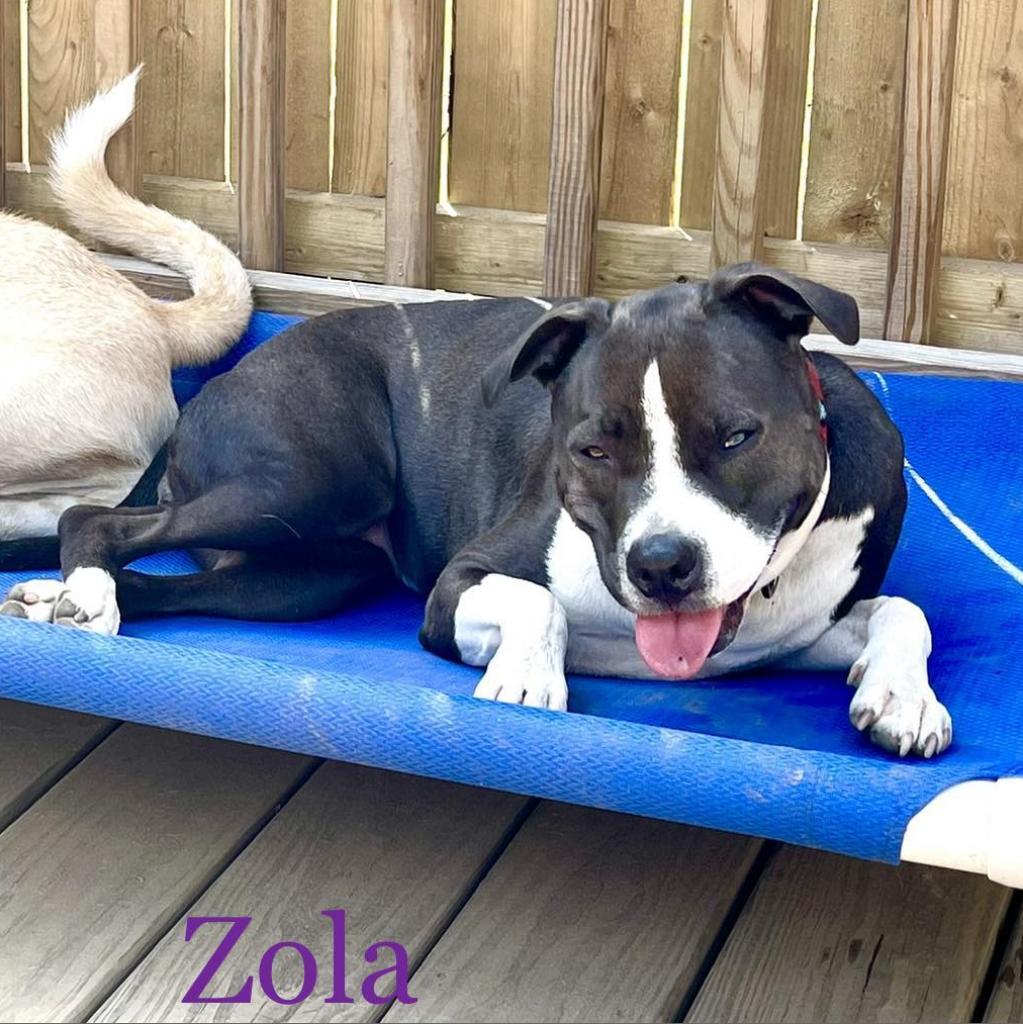 Zola, an adoptable Pit Bull Terrier in Oxford, ME, 04270 | Photo Image 5