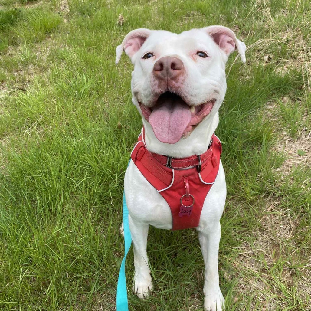 Lucy, an adoptable American Staffordshire Terrier in Oxford, ME, 04270 | Photo Image 1