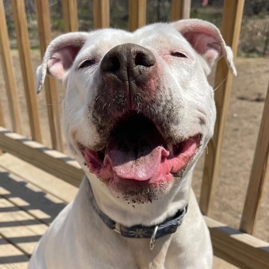 Lucy, an adoptable American Staffordshire Terrier in Oxford, ME, 04270 | Photo Image 2