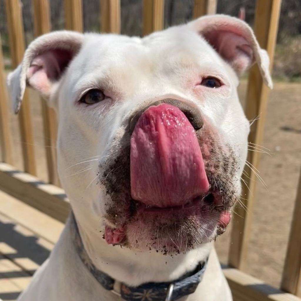 Lucy, an adoptable American Staffordshire Terrier in Oxford, ME, 04270 | Photo Image 3