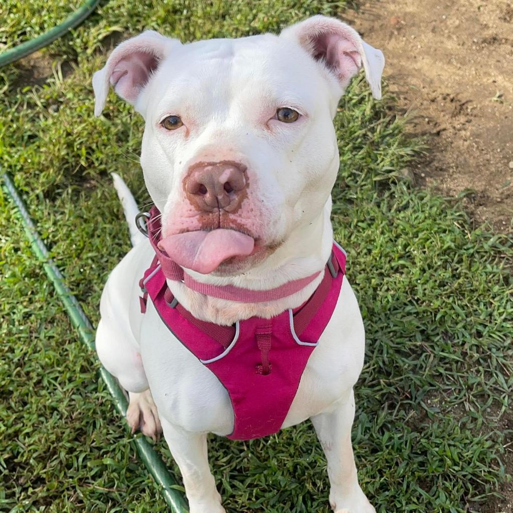 Lucy, an adoptable American Staffordshire Terrier in Oxford, ME, 04270 | Photo Image 4