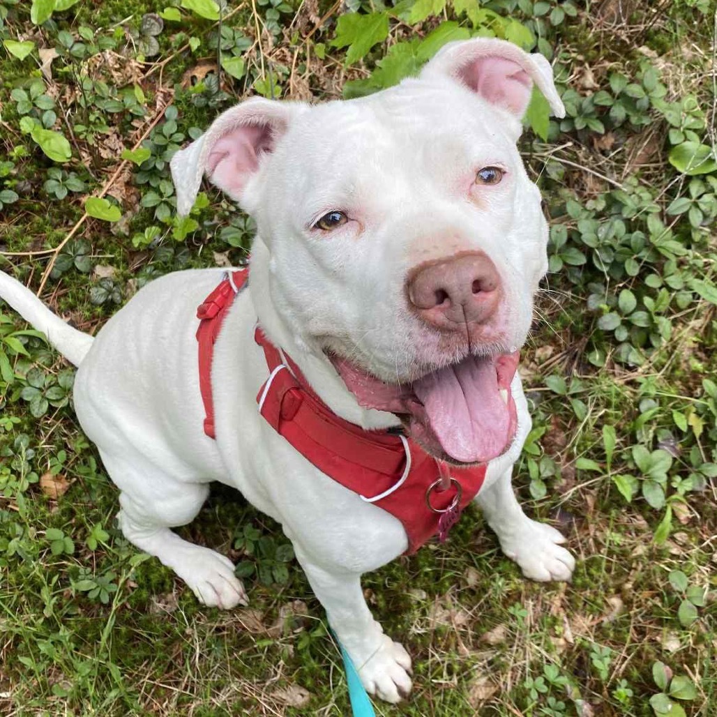 Lucy, an adoptable American Staffordshire Terrier in Oxford, ME, 04270 | Photo Image 5