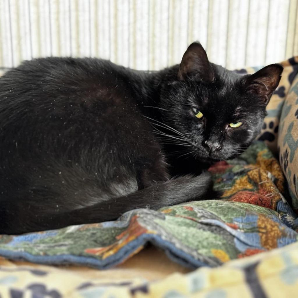 Gwen, an adoptable Domestic Short Hair in Oxford, ME, 04270 | Photo Image 1