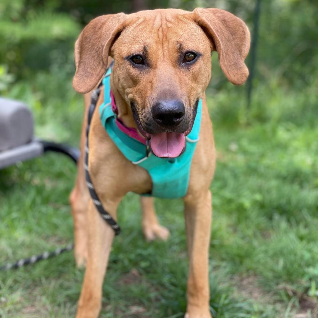 Cinny, an adoptable Black Mouth Cur, Pit Bull Terrier in Oxford, ME, 04270 | Photo Image 1