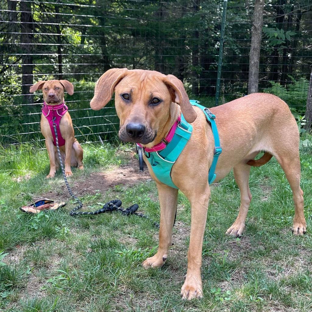 Cinny, an adoptable Black Mouth Cur, Pit Bull Terrier in Oxford, ME, 04270 | Photo Image 3
