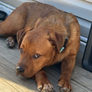 Cooper