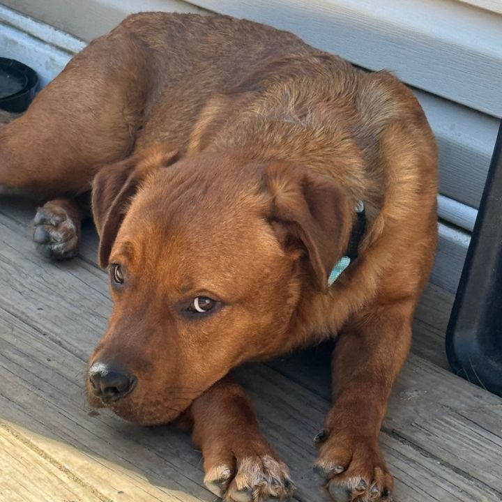 Cooper 1