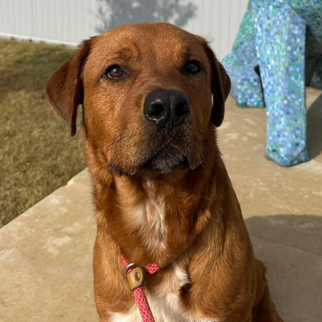 Cooper, an adoptable Labrador Retriever in Oxford, ME, 04270 | Photo Image 3