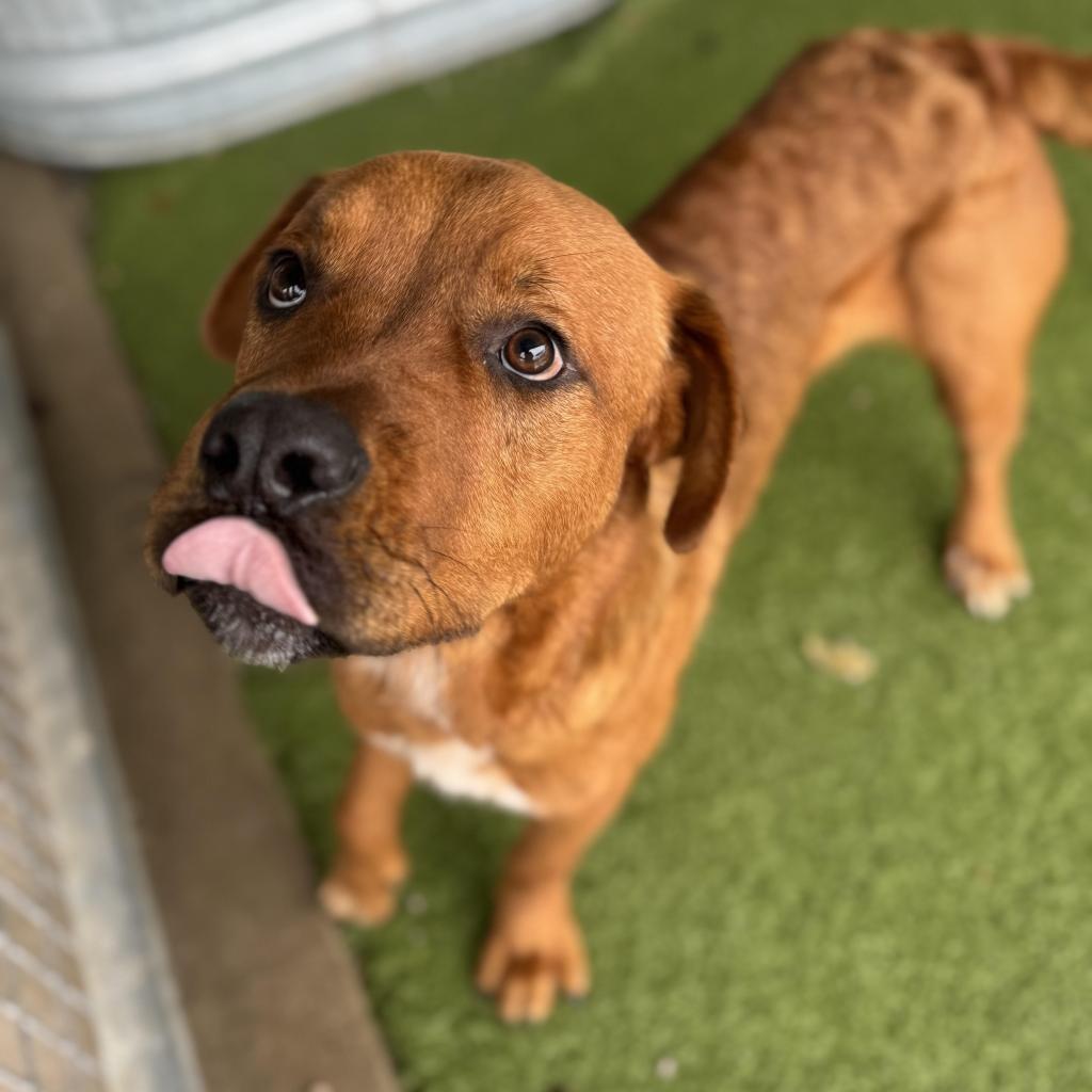 Cooper, an adoptable Labrador Retriever in Oxford, ME, 04270 | Photo Image 4