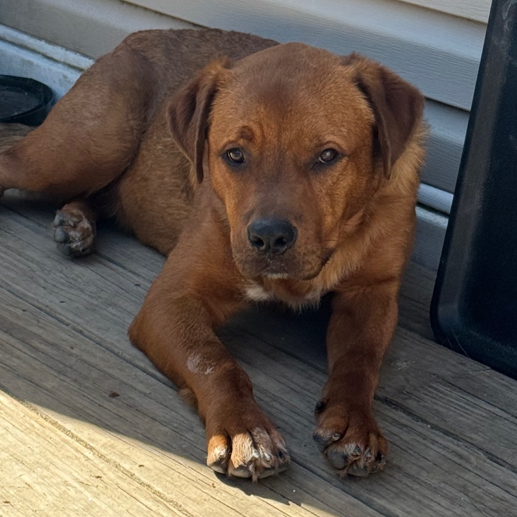 Cooper, an adoptable Labrador Retriever in Oxford, ME, 04270 | Photo Image 6