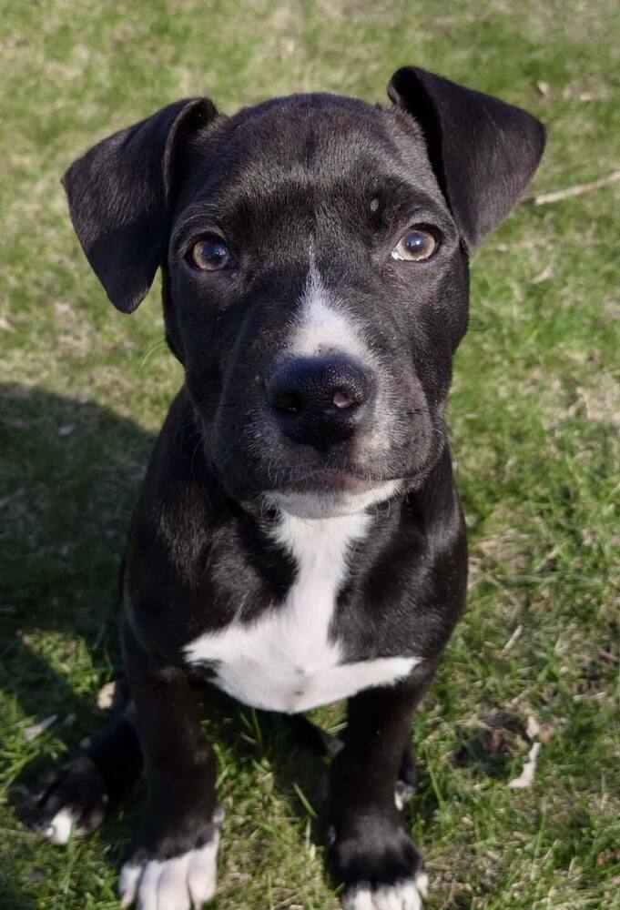 Louis, an adoptable Mixed Breed in Appleton, WI, 54913 | Photo Image 1
