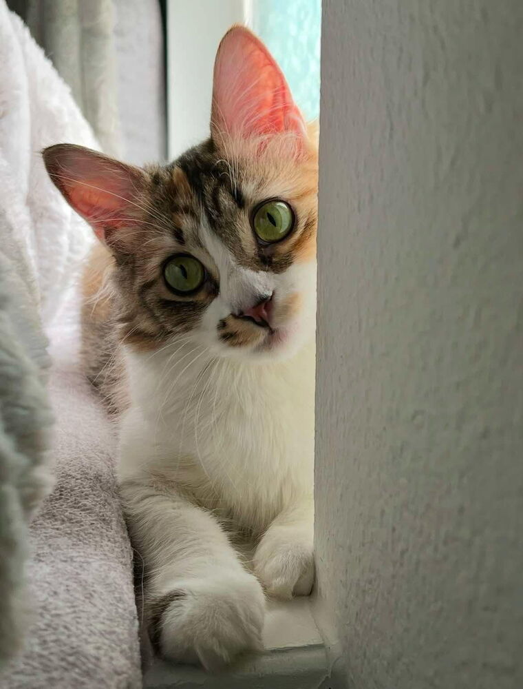 Mimzy