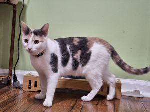 Maggie