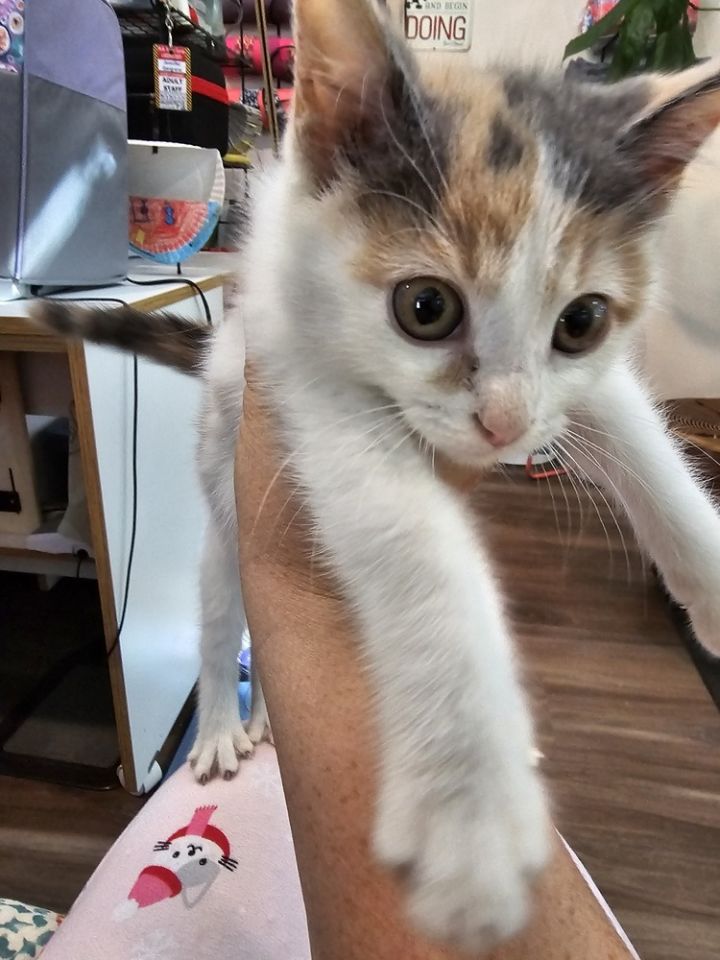 Maggie 6