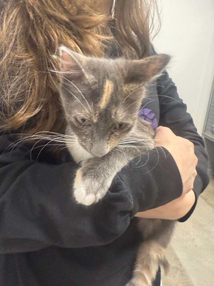 Sienna