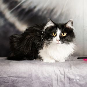 Sabrina, Adult Female Domestic Long Hair