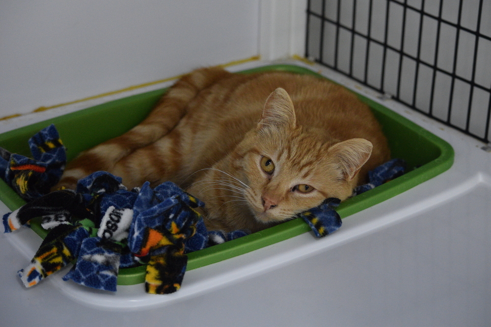 Theodore, an adoptable Domestic Short Hair in Salmon, ID, 83467 | Photo Image 1