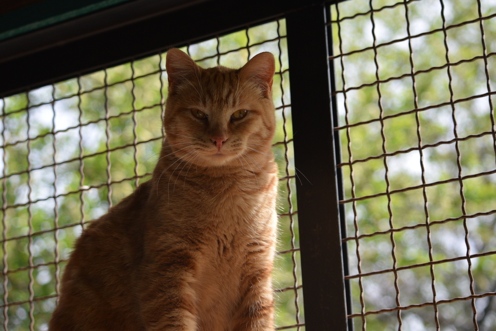 Theodore, an adoptable Domestic Short Hair in Salmon, ID, 83467 | Photo Image 1
