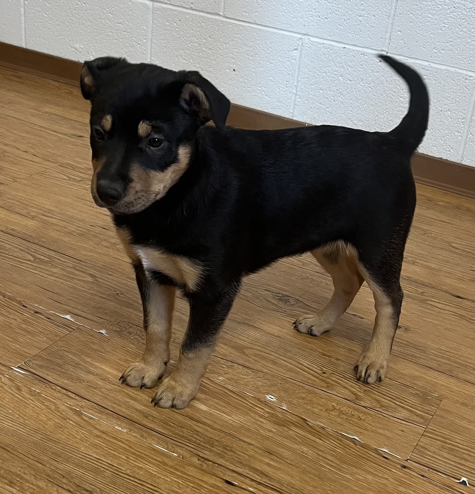 Robin, an adoptable Rottweiler, Shepherd in Salmon, ID, 83467 | Photo Image 1