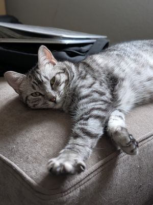 Taco Belle, Adult Female unknown