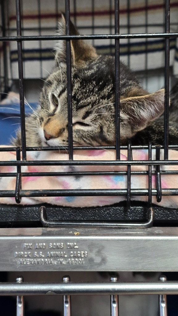 Max, an adoptable Domestic Short Hair in Virginia, MN, 55792 | Photo Image 1