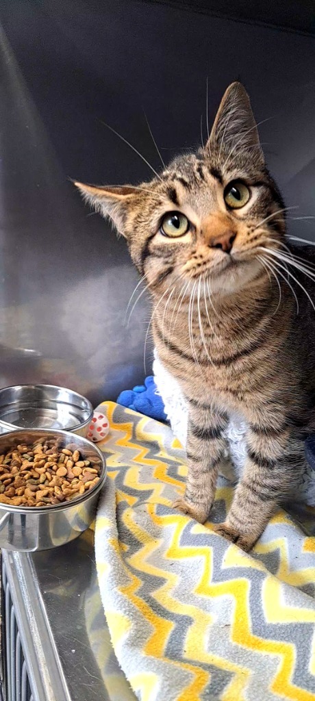 Pickles, an adoptable Domestic Short Hair in Virginia, MN, 55792 | Photo Image 1