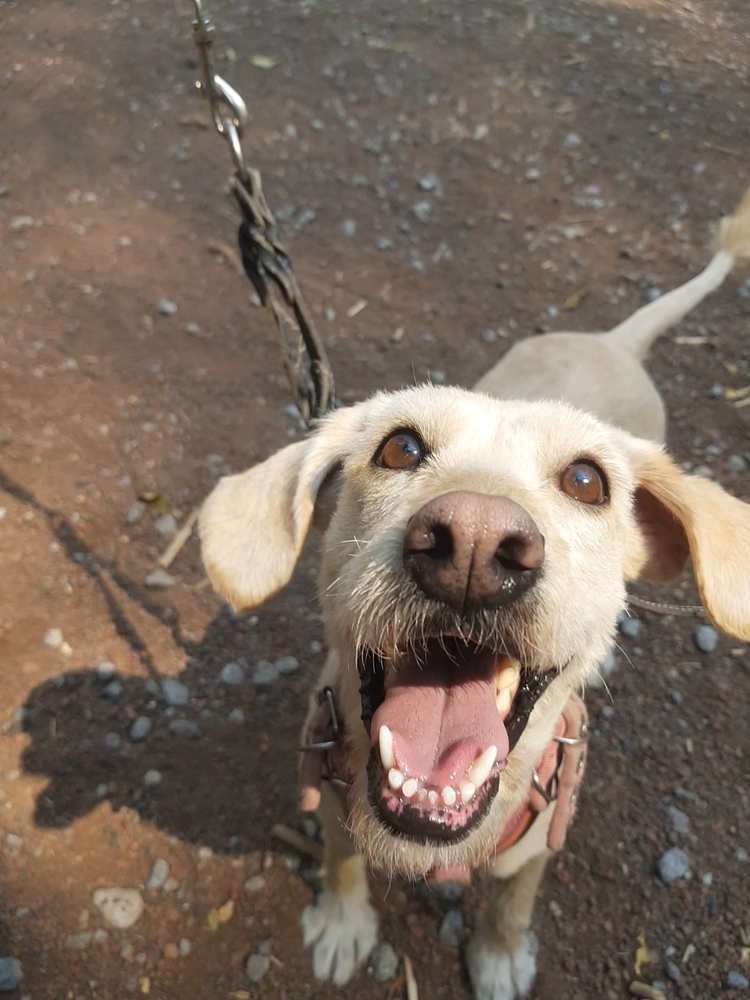 CHARLOTTE, an adoptable Terrier, Labrador Retriever in Langley, BC, V2Y 3K1 | Photo Image 1