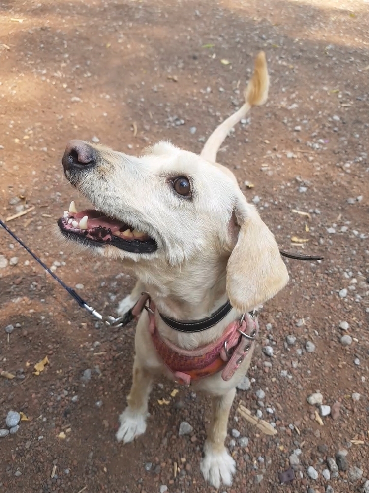 CHARLOTTE, an adoptable Terrier, Labrador Retriever in Langley, BC, V2Y 3K1 | Photo Image 2