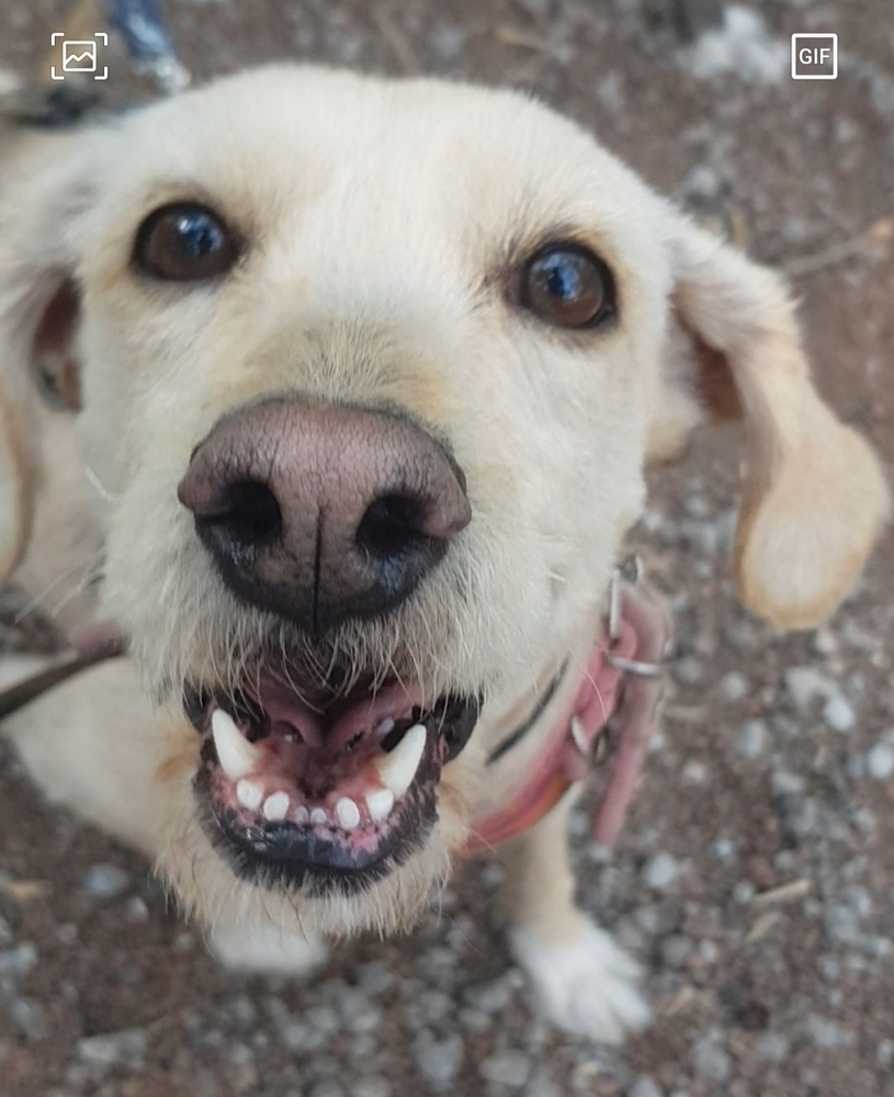 CHARLOTTE, an adoptable Terrier, Labrador Retriever in Langley, BC, V2Y 3K1 | Photo Image 4