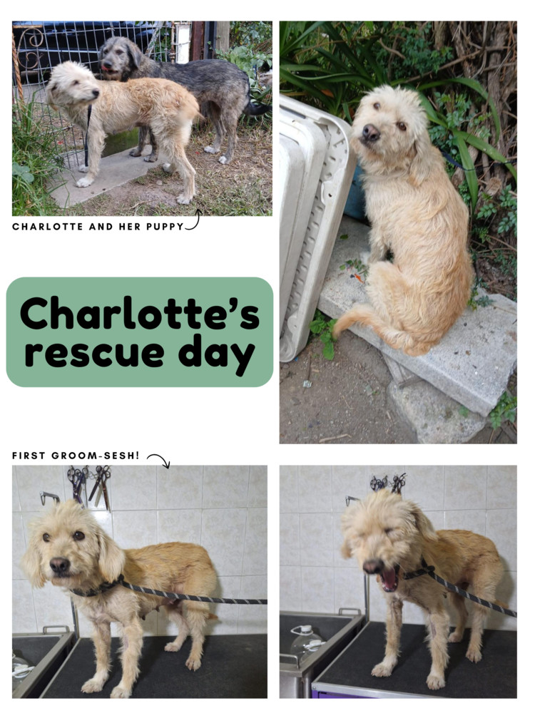 CHARLOTTE, an adoptable Terrier, Labrador Retriever in Langley, BC, V2Y 3K1 | Photo Image 6