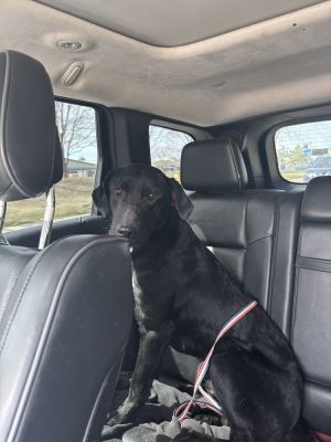 Shadow, Adult Male Labrador Retriever