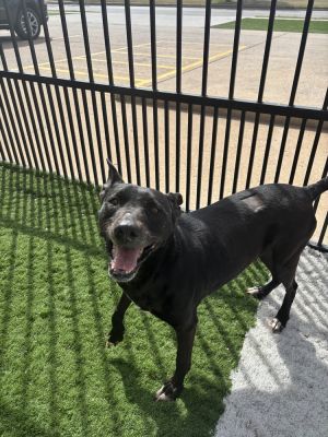 Martha, Adult Female Labrador Retriever