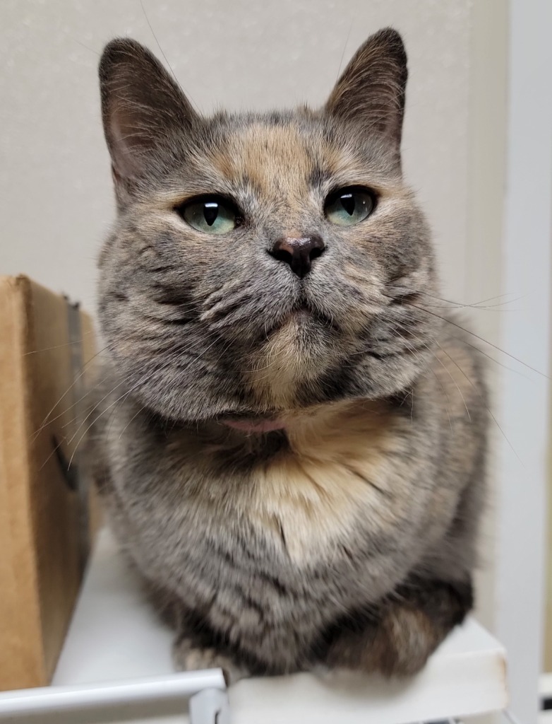 Luna