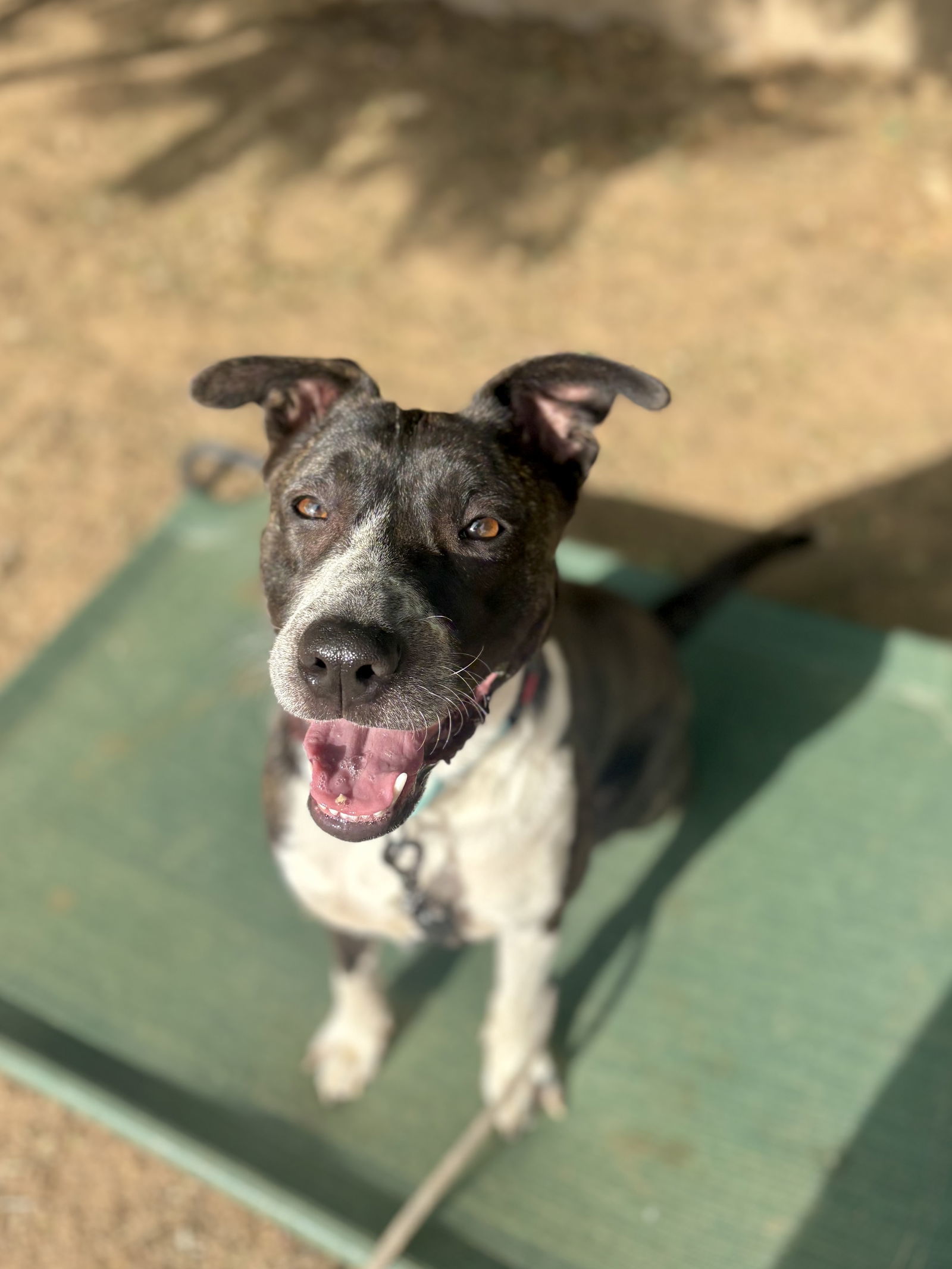 Maya