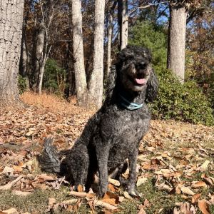 Taylor, Senior Female Black Labrador Retriever