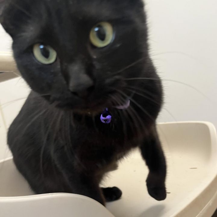 Bella 3