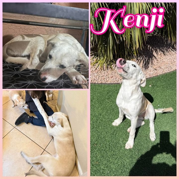 Kenji 1