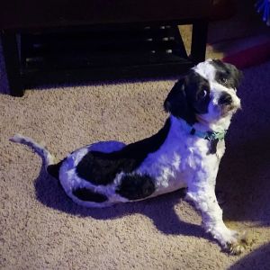 Finnley - 2237