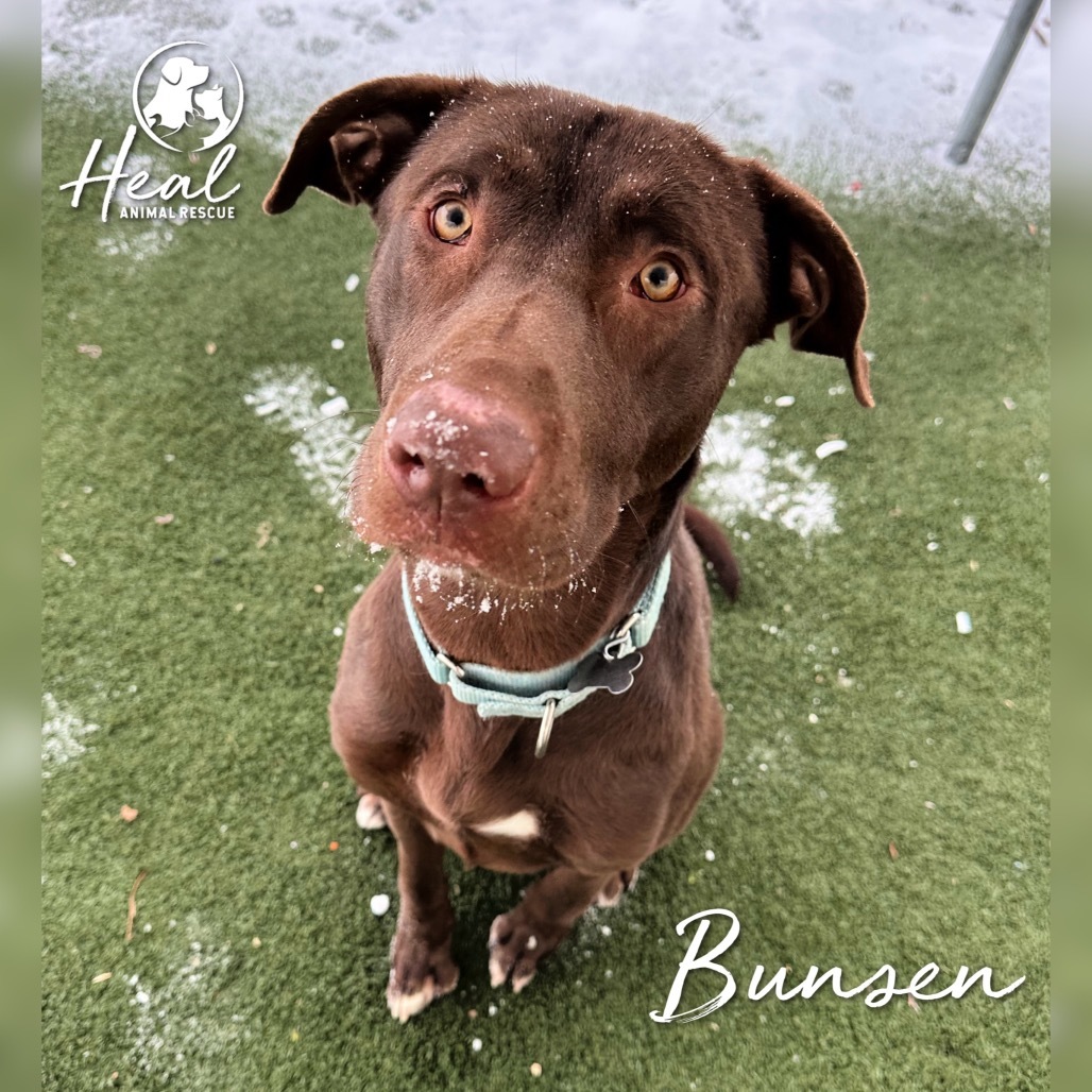 Bunsen