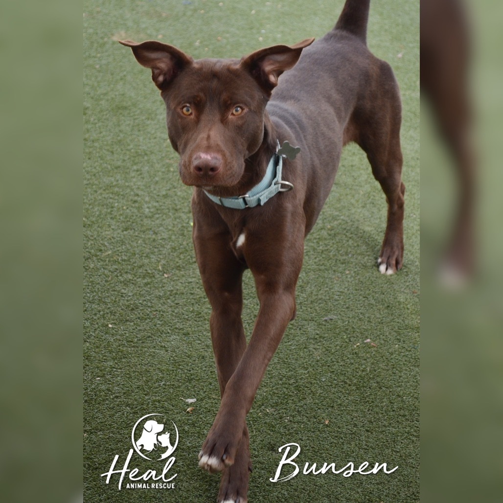 Bunsen