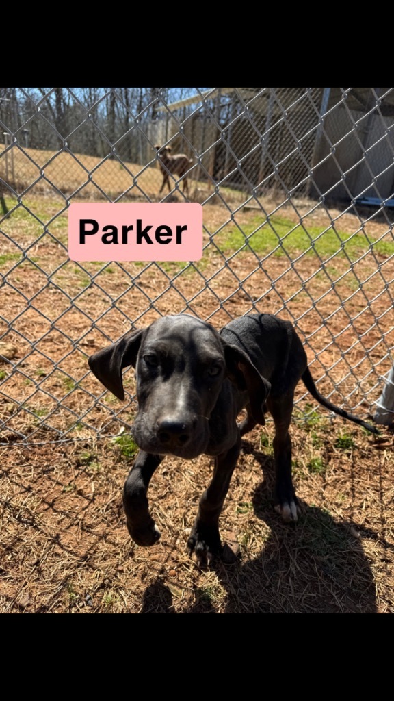 Parker