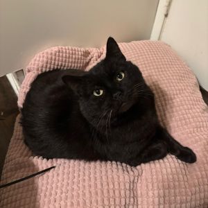 Jules is a handsome sweet dude who is loving the indoor life Jules was a frien