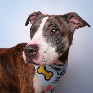 Don Pepe C, Senior Male Mixed Breed